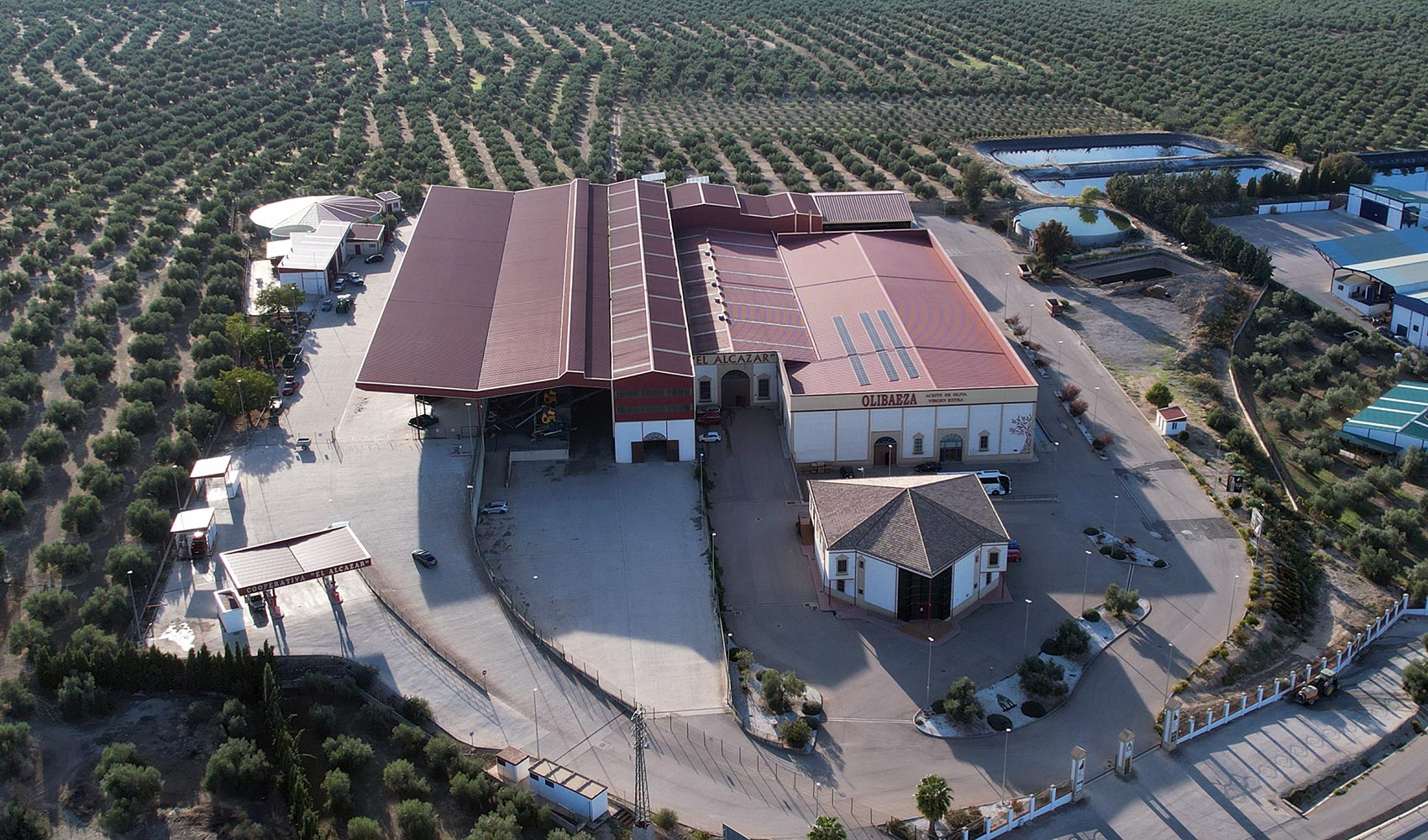 Oleoturismo Coop. El Alcázar - AOVE Olibaeza