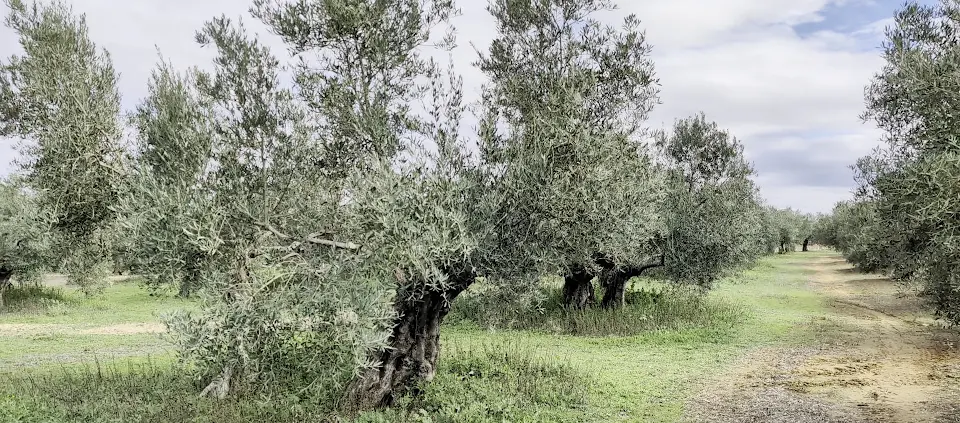 Descubre los secretos del oro líquido jienense y degústalo en esta visita guiada a un olivar ecológico.
