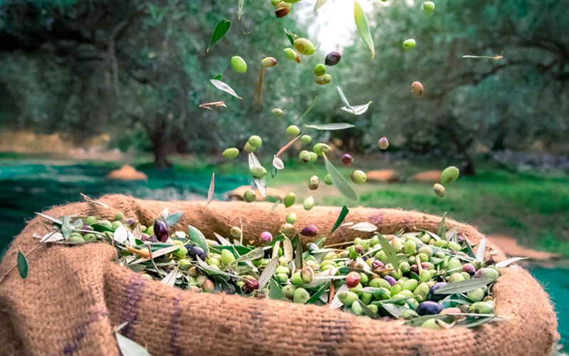 AOVE en Primera Persona: Sabores y Tradición entre Olivos
