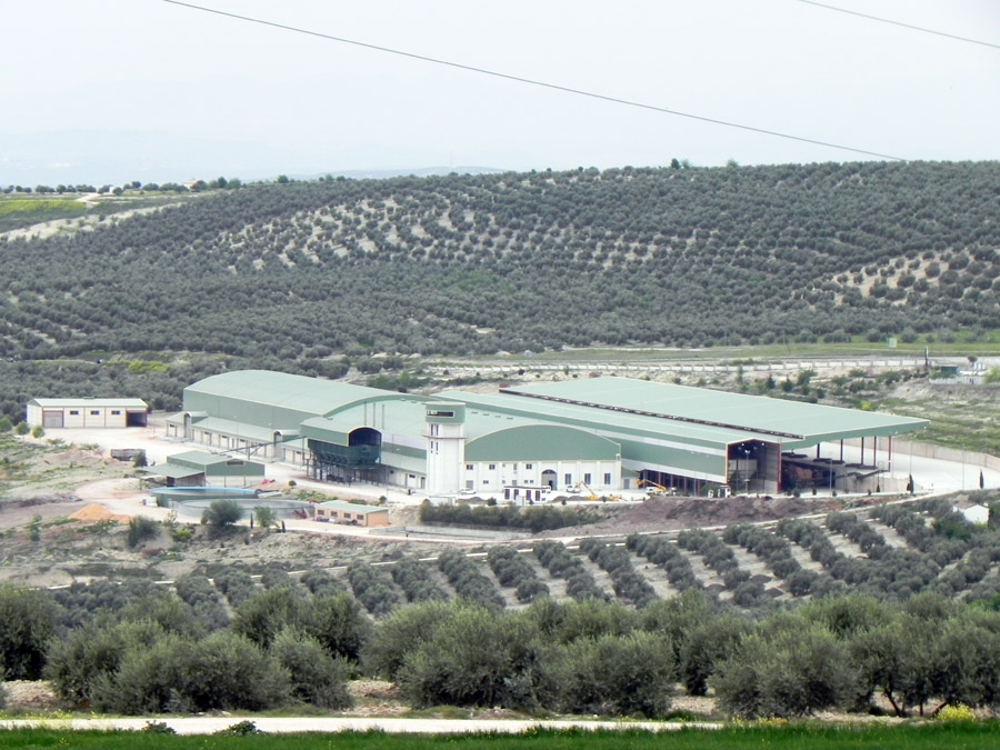 Visita a almazara, museo y campo  de variedades