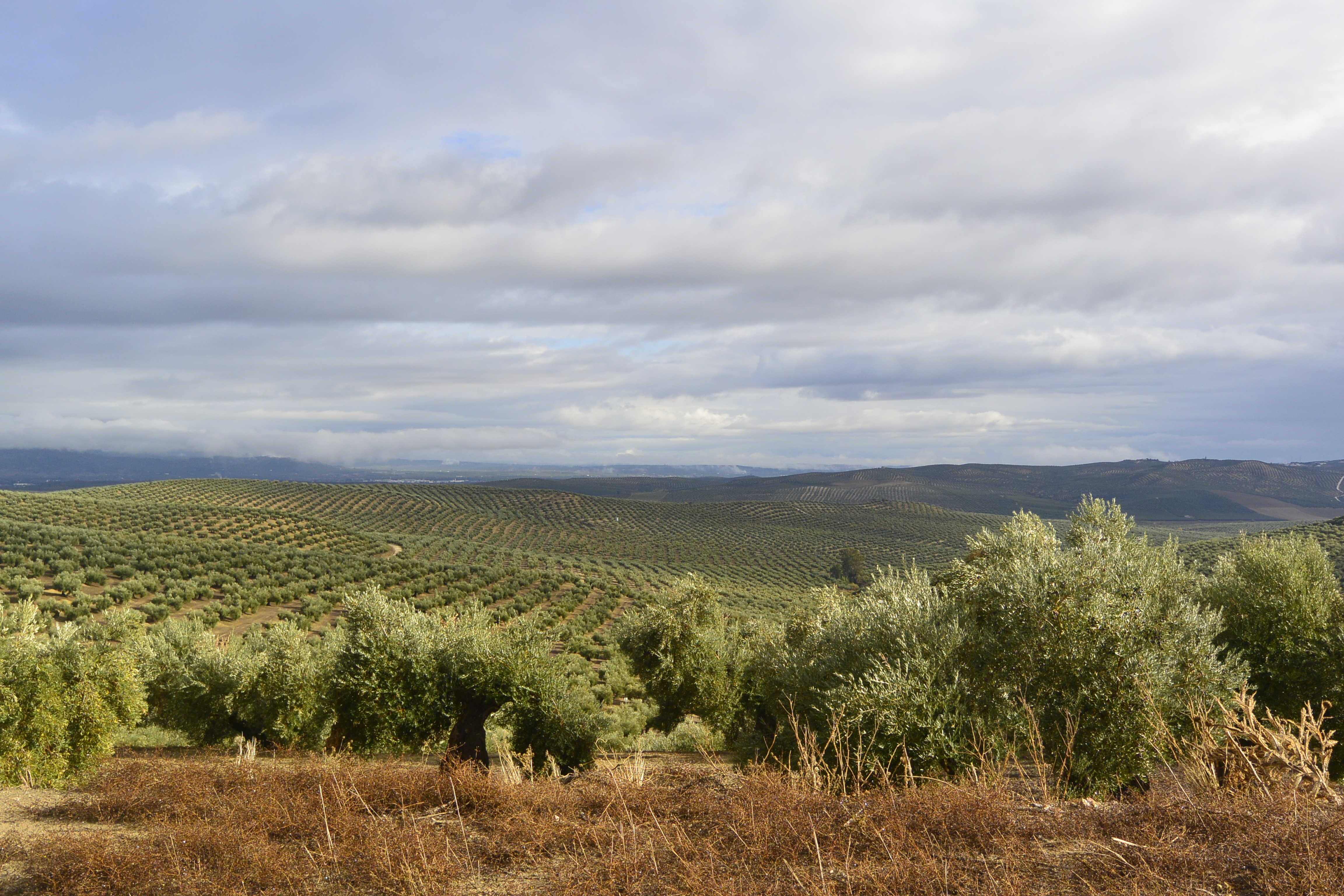 Mirador Artístico del Olivar – Sendero Experiencial del Olivo